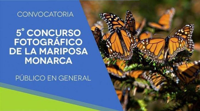 thumbnail_WBMARIPOSAMONARCA