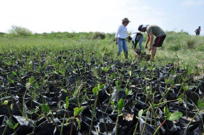 SDU-053-2018.-Beneficiará a cooperativistas reforestación de mangle del Gobierno del Estado (1)