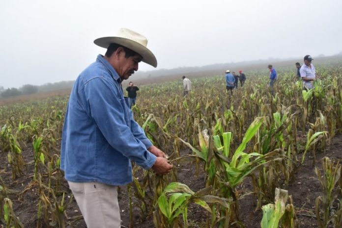 Gestiona Ayuntamiento seguro catastrófico, por daños en cultivos por helada “temprana” 2
