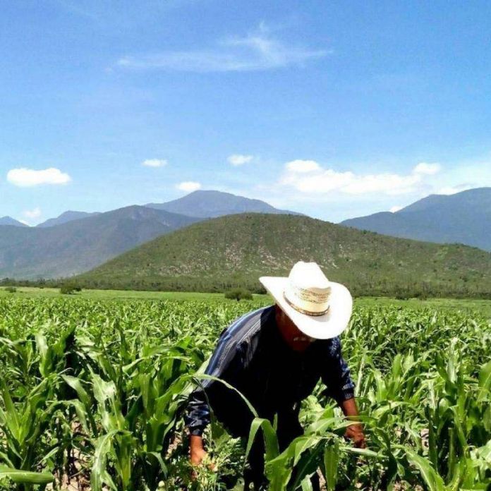 agricultores amlo