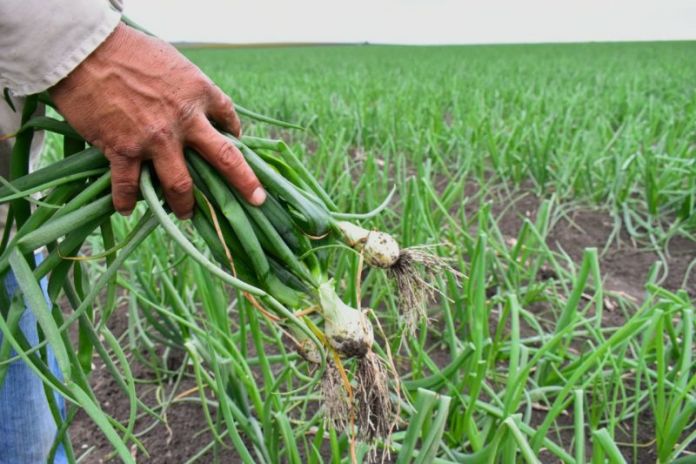 SRU-003-2019.-El Gobierno del Estado fortalece sus lazos con horticultores del sur (2)