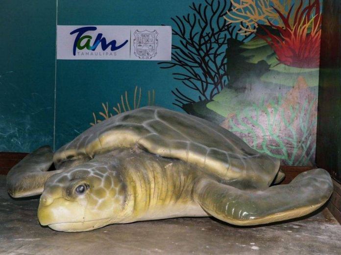 SDU-018-2019.-¡Listos para recibir a la Tortuga Lora! (1)