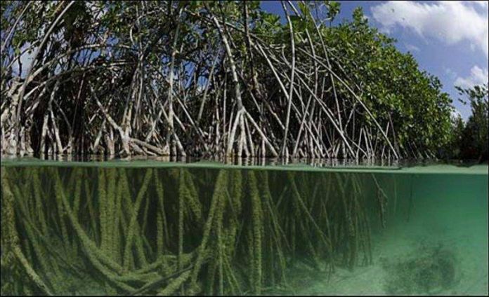 manglar