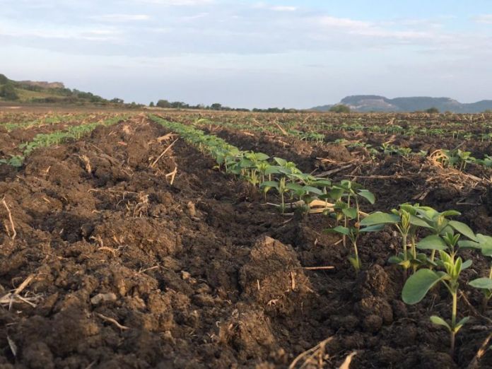 SRU-034-2019.-Agricultores de Altamira esperan buena cosecha de soya (2)