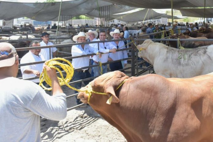 SRU-046-2019.-Llega Mejoramiento Genético a Cd. Mier y Nuevo Laredo con 130 sementales bovinos (1)
