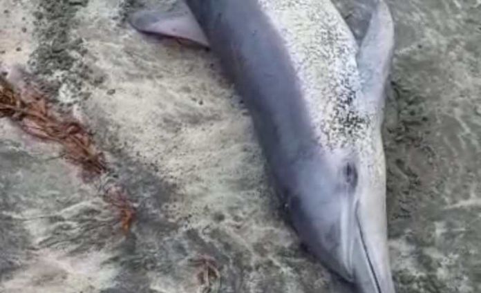 delfin 2