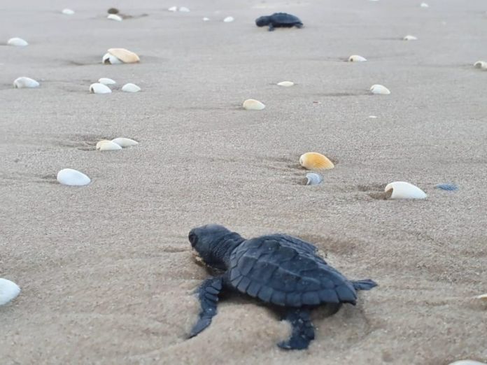 CPB-011-2020.-Nacen y Liberan Tortugas Lora en Tamaulipas (4)