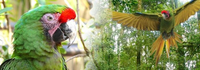 SDU-040-2020.-Gobierno de Tamaulipas promueve conservación de la Guacamaya verde (Ara Militaris). (2).jpg