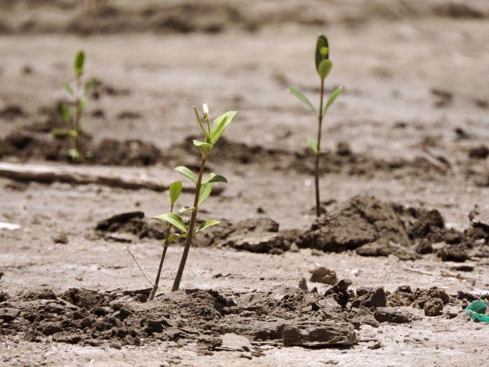 27-SDU-059-2020.-Tres mil plántulas más de Mangle reforestadas. (1).JPG