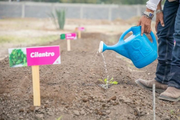 DIF-049-2020.-DIF Tamaulipas a través de huertos promueve una alimentación orgánica y genera oportunidades económicas a familias rurales (4)