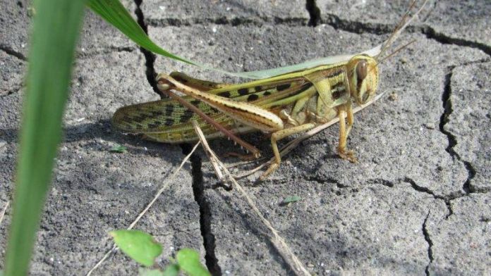 SRU-014-2020.-Gobierno del Estado mantiene bajo control la plaga de langosta (5)
