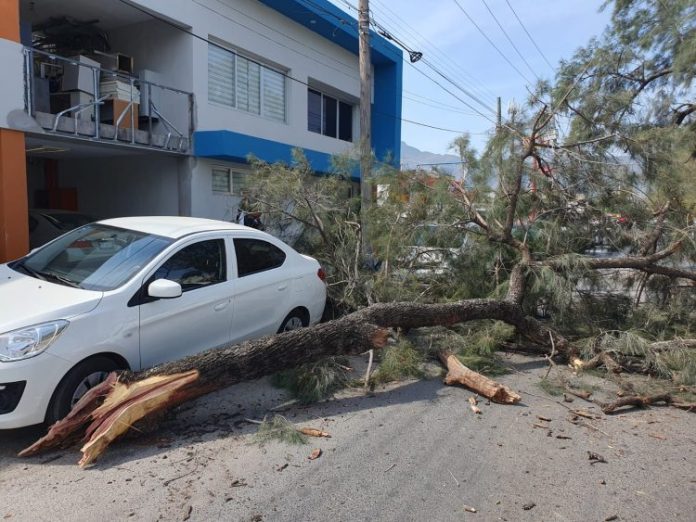 arbol