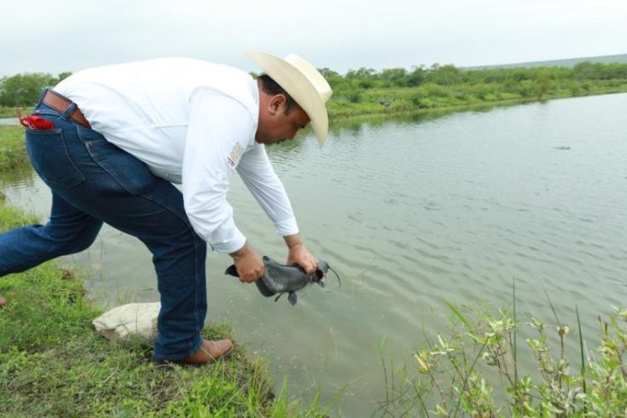 SPA-002-2023.-Secretaría de Pesca y Acuacultura Tamaulipas inicia proceso de reproducción de bagre de canal (2)