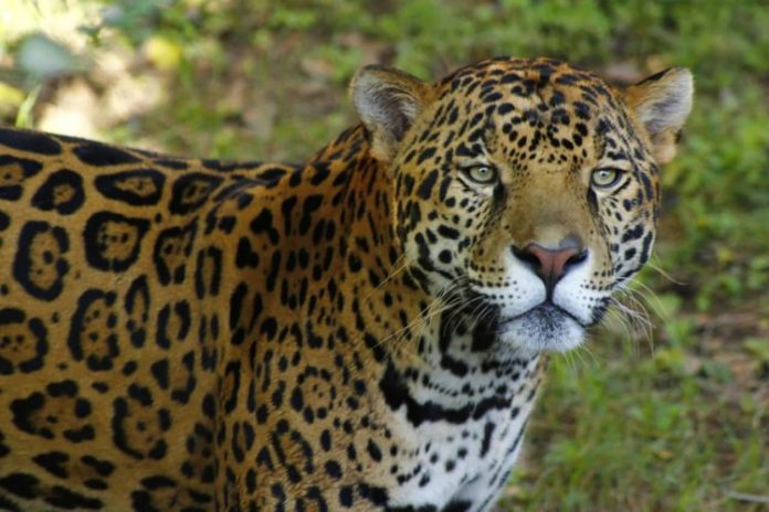 JAGUAR