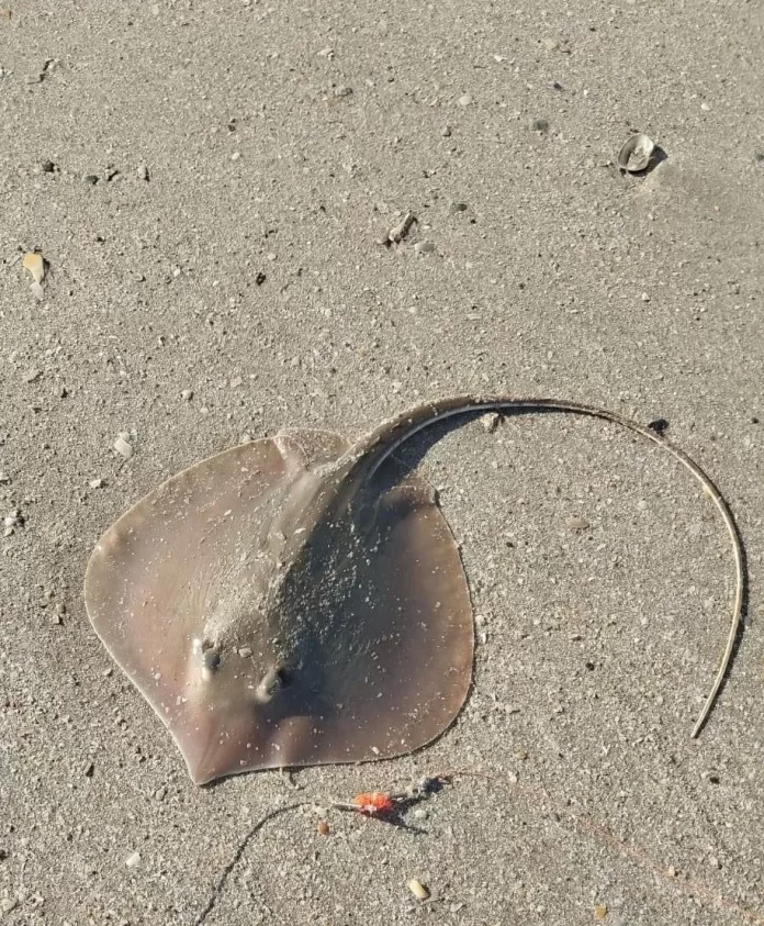 WhatsApp Image 2024-08-12 at 9.12.57 PM