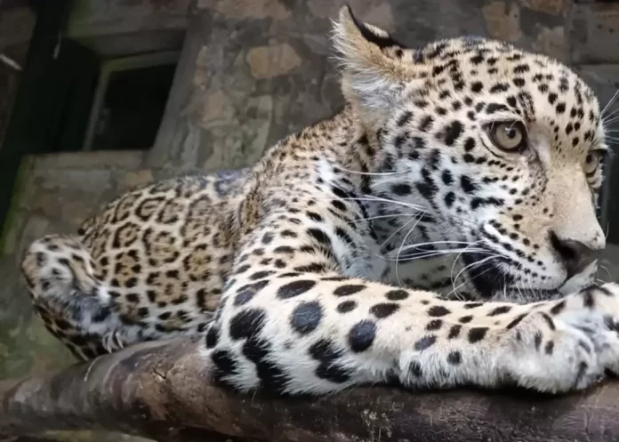 Screenshot_20241223_154415_Drive