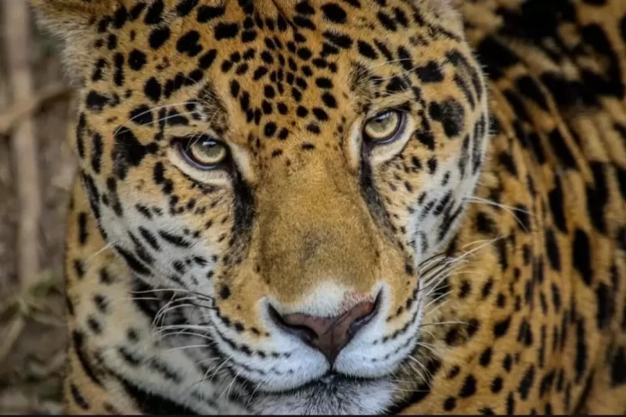 Screenshot_20241226_171558_Drive