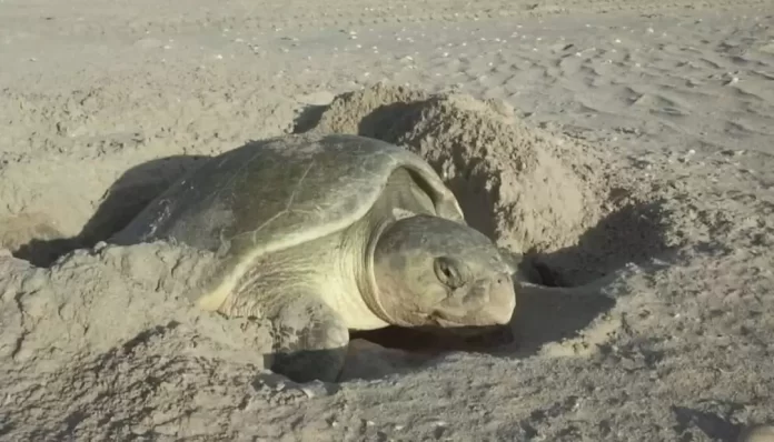 Screenshot_20250414_200036_Drive