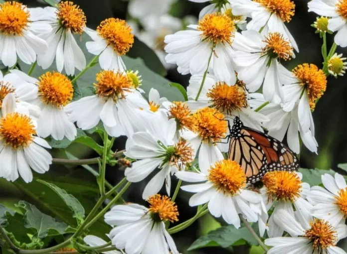 Screenshot_20250905_132621_Drive