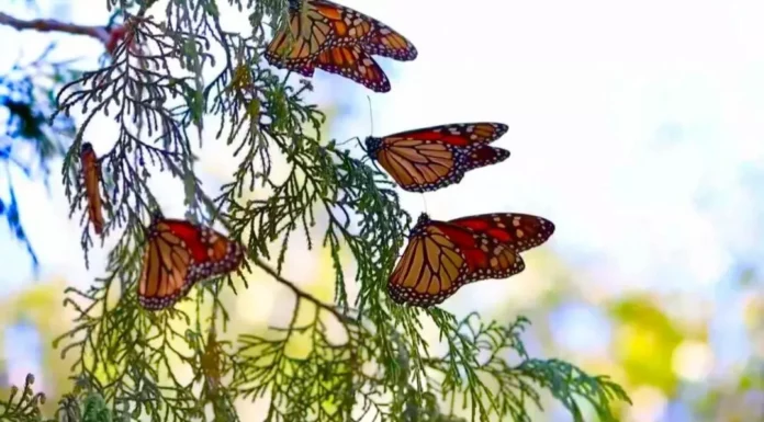 Screenshot_20250924_121211_Drive