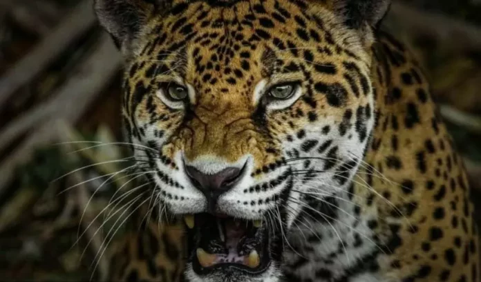 CPB-043-2025.-Ofrece-Comision-de-Parques-material-didactico-en-su-pagina-3-850x500