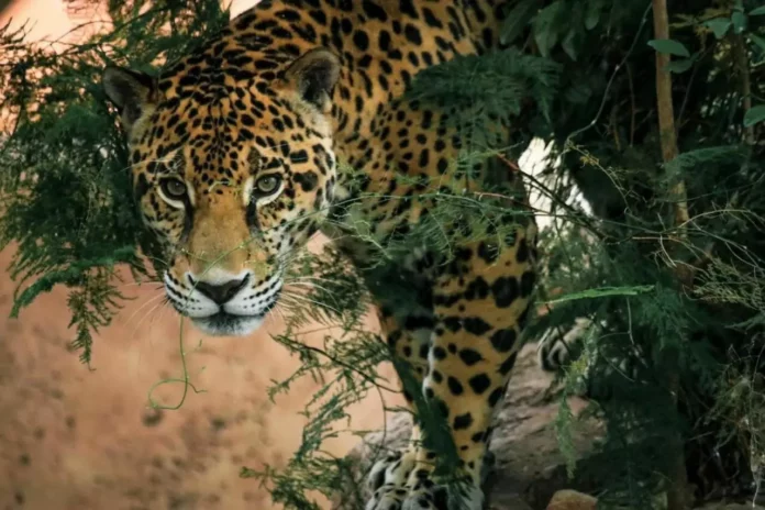 CPB-053-2025.-Lanza Comisión de Parques cruzada en pro del jaguar