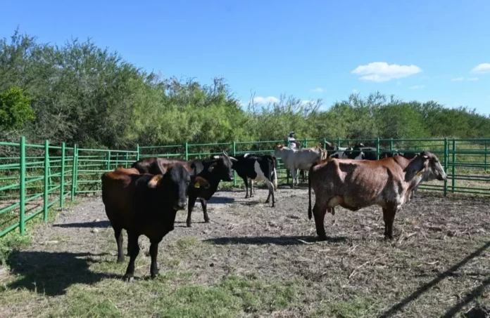 Screenshot_20251105_131851_Drive