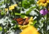 Impulsa Tamaulipas polinización en ruta de la mariposa monarca
