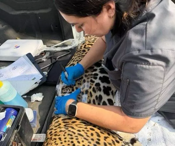 CPB-006-2026.-Rescata-y-libera-Comision-de-Parques-y-Biodiversidad-a-jaguar-en-Llera-3-600x500