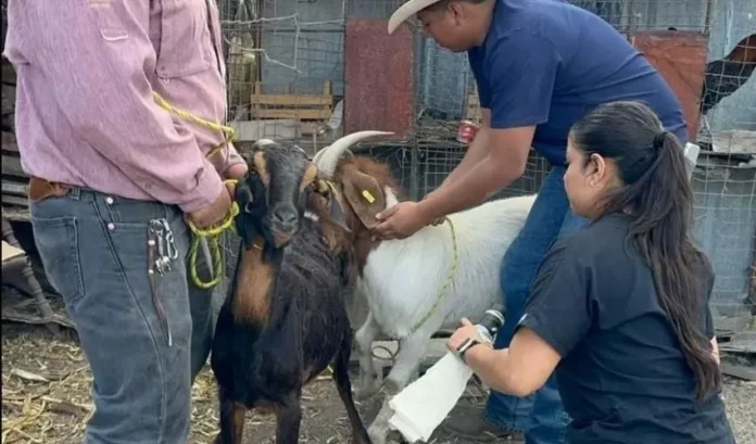 SRU-051-2026.-Impulsan-eficiencia-reproductiva-del-ganado-caprino-en-Miquihuana-3-850x500