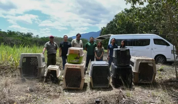 CPB-025-2026.-¡Vuelven-a-la-vida-silvestre-Tamaulipas-libera-especies-tras-rehabilitacion-especializada-6-850x500