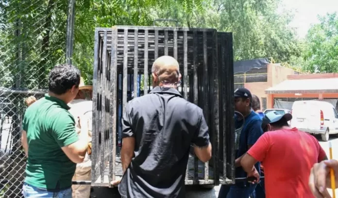 CPB-038-2026.-Libera-Tamaulipas-a-jaguar-rescatado-tras-recibir-atencion-medica-especializada-5-850x500