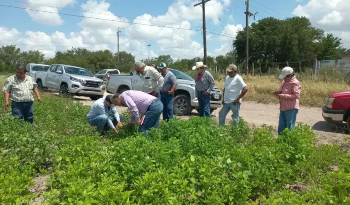 SRU-105-2026.-Supervisan-avance-del-cultivo-de-frijol-guar-en-el-norte-de-Tamaulipas-3-850x500